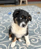 Luna (AKC), a female Australian Shepherd for sale in Jeromesville, OH – Photo 1 of 8