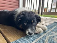 Luna (AKC), a female Australian Shepherd for sale in Jeromesville, OH – Photo 4 of 8