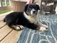 Luna (AKC), a female Australian Shepherd for sale in Jeromesville, OH – Photo 7 of 8