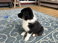 Luna (AKC), a female Australian Shepherd for sale in Jeromesville, OH – Photo 5 of 8