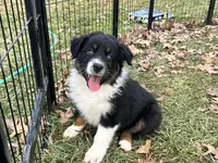 Luna (AKC), a female Australian Shepherd for sale in Jeromesville, OH – Photo 3 of 3