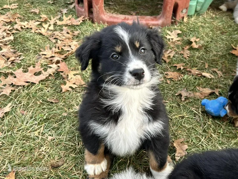 Astro (AKC) – Australian Shepherd puppy for sale in Jeromesville, OH