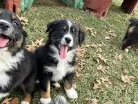 Astro (AKC), a male Australian Shepherd for sale in Jeromesville, OH – Photo 2 of 4