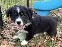 Astro (AKC), a male Australian Shepherd for sale in Jeromesville, OH – Photo 3 of 4