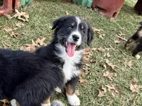 Astro (AKC), a male Australian Shepherd for sale in Jeromesville, OH – Photo 4 of 4