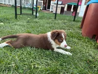 Lady, a female Australian Shepherd for sale in Jeromesville, OH – 8 of 9