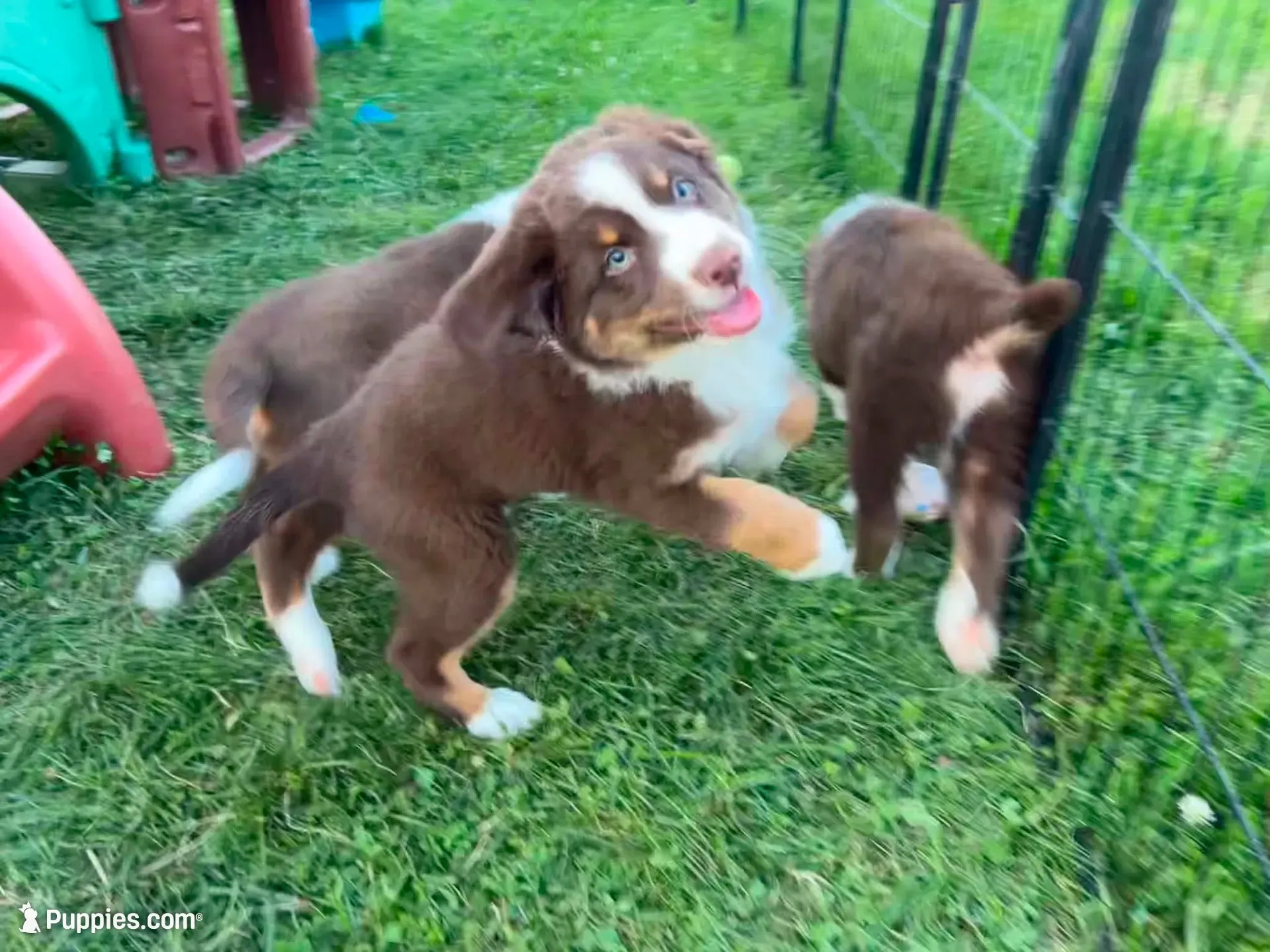 Nala - Purebred, a female Australian Shepherd for sale in Jeromesville, OH – 2 of 5