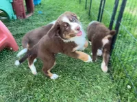 Nala, a female Australian Shepherd for sale in Jeromesville, OH – 2 of 5
