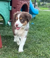 Lady, a female Australian Shepherd for sale in Jeromesville, OH – 5 of 9