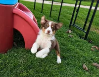 Lady, a female Australian Shepherd for sale in Jeromesville, OH – 3 of 9