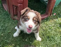 Copper, a male Australian Shepherd for sale in Jeromesville, OH – 7 of 7