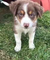 Lady, a female Australian Shepherd for sale in Jeromesville, OH – 2 of 9