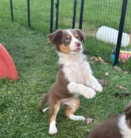 Lady, a female Australian Shepherd for sale in Jeromesville, OH – 9 of 9