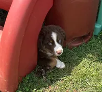 Nala, a female Australian Shepherd for sale in Jeromesville, OH – 4 of 5