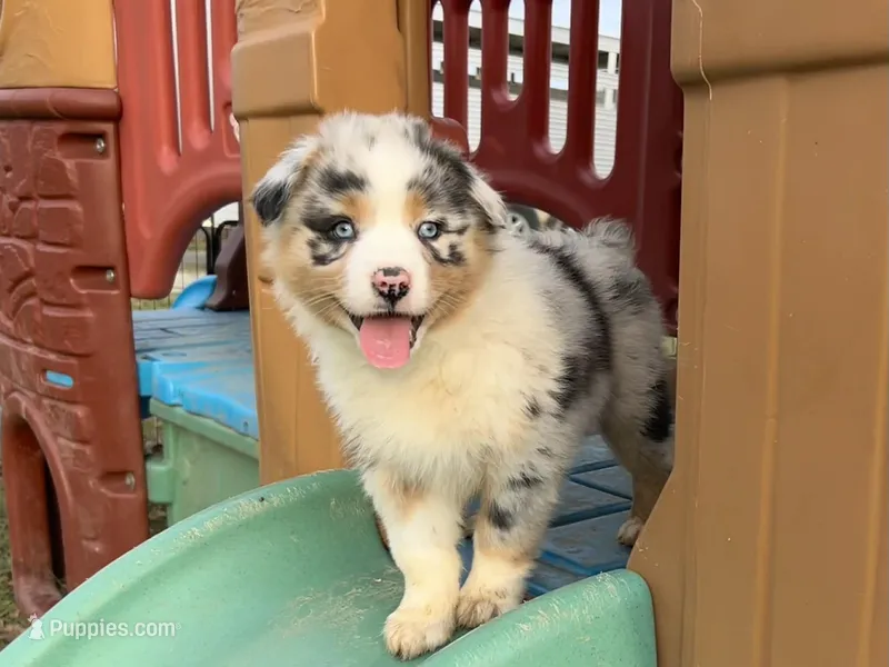 Aurora (AKC) – Australian Shepherd puppy for sale in Jeromesville, OH