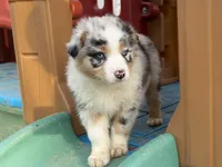 Aurora (AKC), a female Australian Shepherd for sale in Jeromesville, OH – Photo 4 of 5