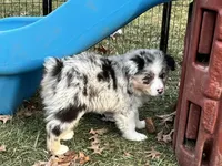 Aurora (AKC), a female Australian Shepherd for sale in Jeromesville, OH – Photo 5 of 5