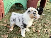 Aurora (AKC), a female Australian Shepherd for sale in Jeromesville, OH – Photo 3 of 5