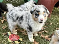 Aurora (AKC), a female Australian Shepherd for sale in Jeromesville, OH – Photo 2 of 5