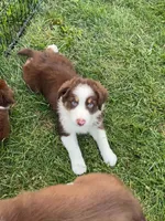 Copper, a male Australian Shepherd for sale in Jeromesville, OH – 6 of 7