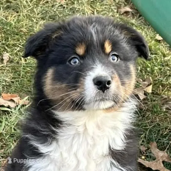 Stella (AKC) – Australian Shepherd puppy for sale in Jeromesville, OH