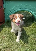 Lady, a female Australian Shepherd for sale in Jeromesville, OH – 6 of 9