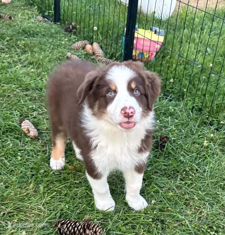 Copper – Australian Shepherd puppy for sale in Jeromesville, OH