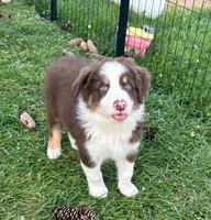 Copper, a male Australian Shepherd for sale in Jeromesville, OH – 1 of 7