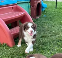 Copper, a male Australian Shepherd for sale in Jeromesville, OH – 2 of 7