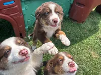 Nala, a female Australian Shepherd for sale in Jeromesville, OH – 5 of 5