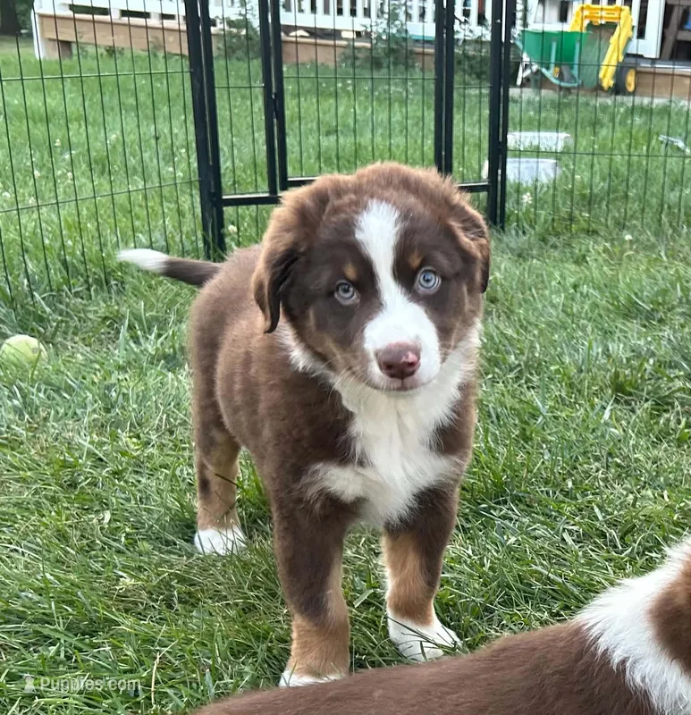 Nala – Australian Shepherd puppy for sale in Jeromesville, OH