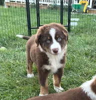 Nala, a female Australian Shepherd for sale in Jeromesville, OH – 1 of 5