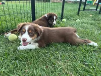 Lady, a female Australian Shepherd for sale in Jeromesville, OH – 4 of 9