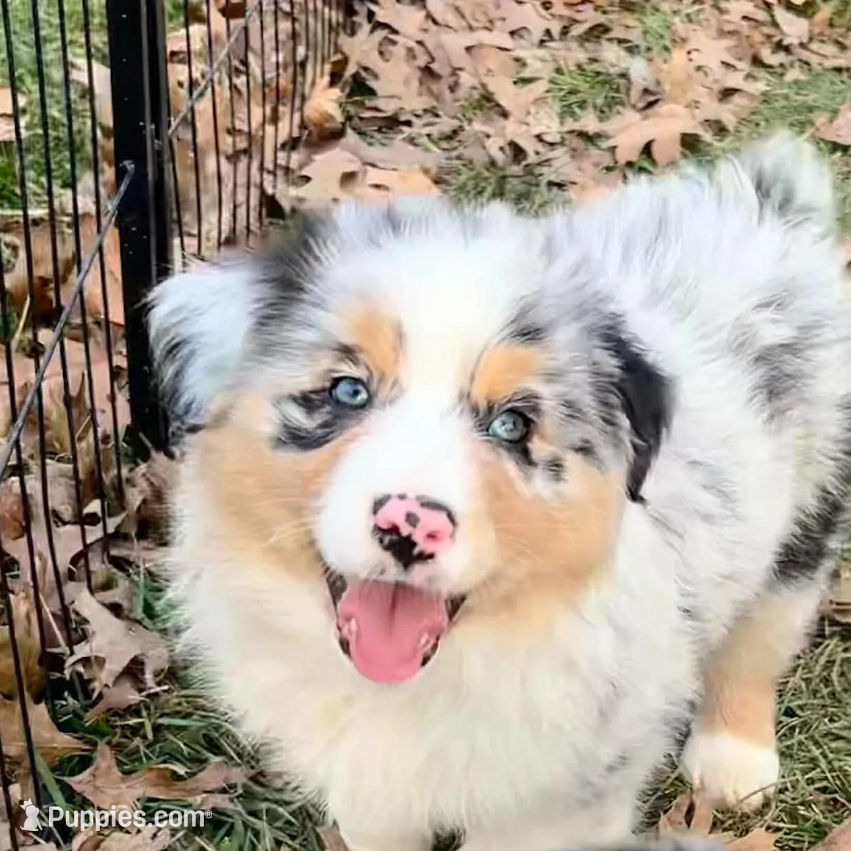 Zenith (AKC) – Australian Shepherd puppy for sale in Jeromesville, OH