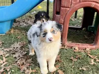 Zenith (AKC), a male Australian Shepherd for sale in Jeromesville, OH – Photo 2 of 4