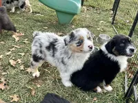 Zenith (AKC), a male Australian Shepherd for sale in Jeromesville, OH – Photo 4 of 4