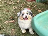 Zenith (AKC), a male Australian Shepherd for sale in Jeromesville, OH – Photo 3 of 4