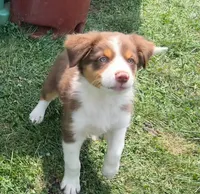 Lady, a female Australian Shepherd for sale in Jeromesville, OH – 7 of 9