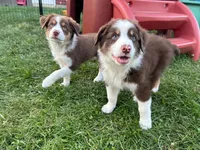 Copper, a male Australian Shepherd for sale in Jeromesville, OH – 3 of 7