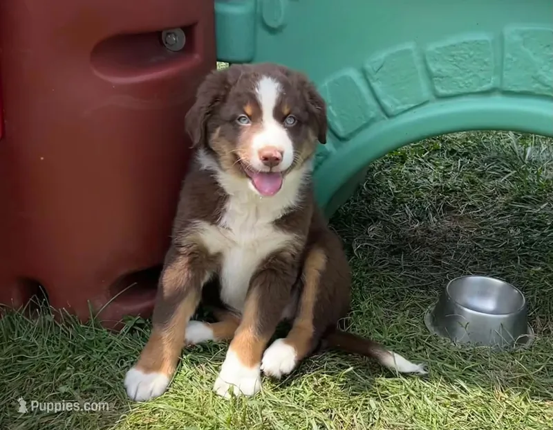 Nala – Australian Shepherd puppy for sale in Jeromesville, OH