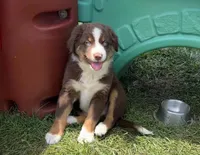 Nala, a female Australian Shepherd for sale in Jeromesville, OH – 3 of 5