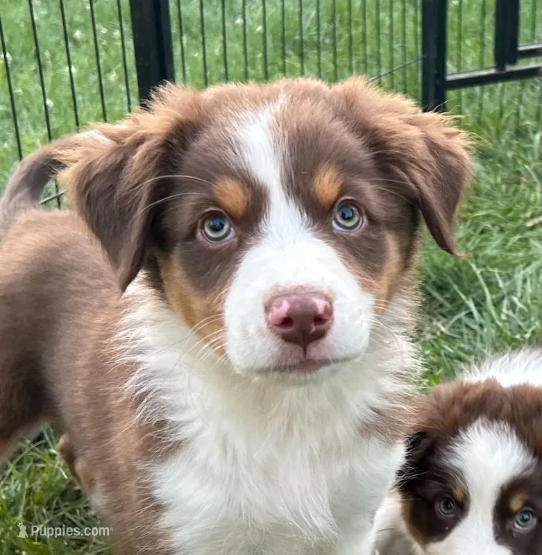 Lady – Australian Shepherd puppy for sale in Jeromesville, OH