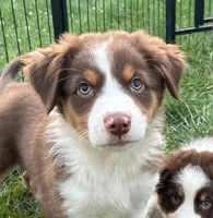 Lady, a female Australian Shepherd for sale in Jeromesville, OH – 1 of 9