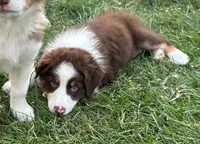 Copper, a male Australian Shepherd for sale in Jeromesville, OH – 5 of 7