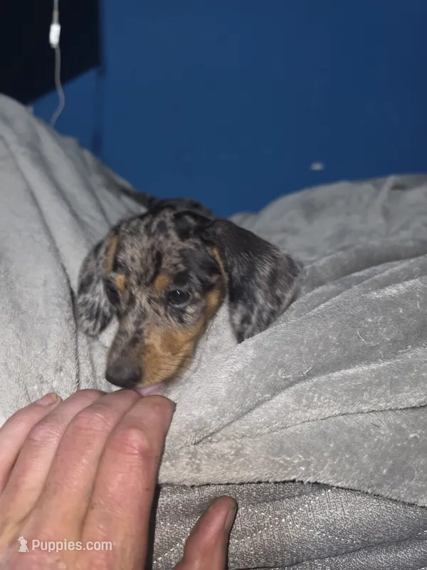 Rose – Miniature Dachshund puppy for sale in Hastings, MN