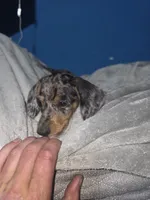 Rose, a female Miniature Dachshund for sale in Hastings, MN – 1 of 5