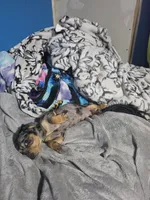 Lotus., a female Miniature Dachshund for sale in Hastings, MN – 4 of 5