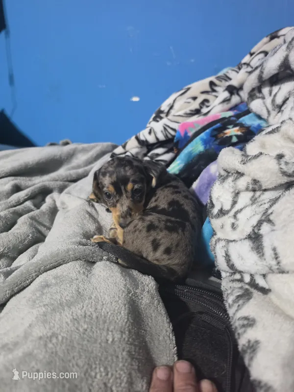 Lotus. – Miniature Dachshund puppy for sale in Hastings, MN