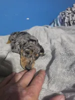 Rose, a female Miniature Dachshund for sale in Hastings, MN – 2 of 5