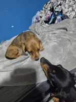 Red rose, a male Miniature Dachshund for sale in Hastings, MN – 2 of 5